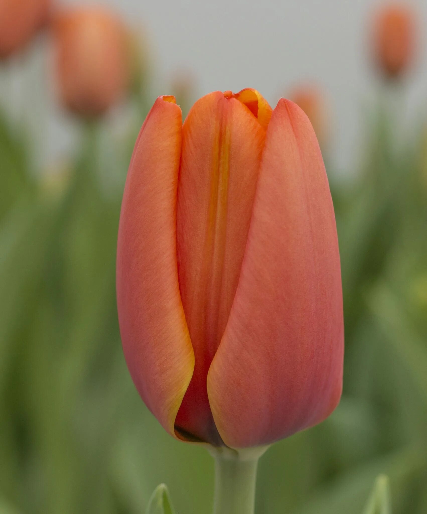 Triple a тюльпан фото Tulip - Van Haaster - Nevada B.V.