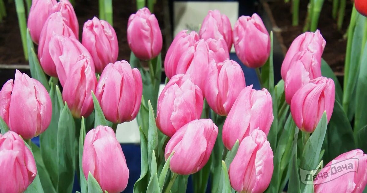 Triple a тюльпан фото и описание Тюльпан триумф Пинк флаг (Tulip Pink Flag) - описание сорта, фото, саженцы, поса