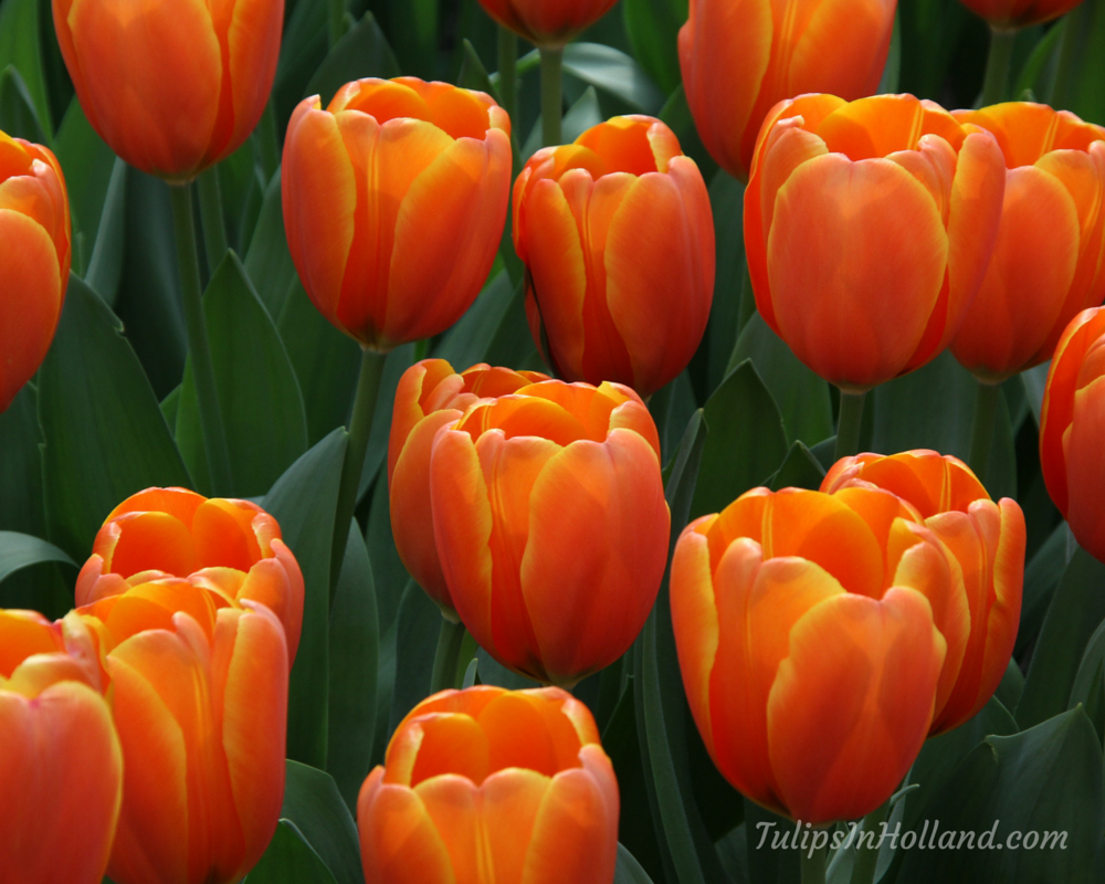 Triple a тюльпан фото и описание When are the tulips in bloom in 2017? - Tulips in Holland Tulips holland, Tulips