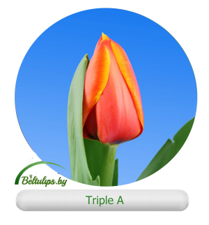Triple a тюльпан фото и описание Купить тюльпаны оптом Triple A в Минске beltulips