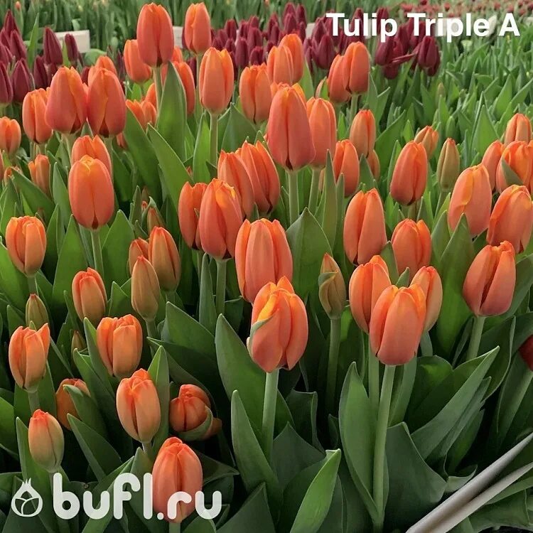 Triple a тюльпан фото и описание Tulip Triple A авторское фото BUFL.RU
