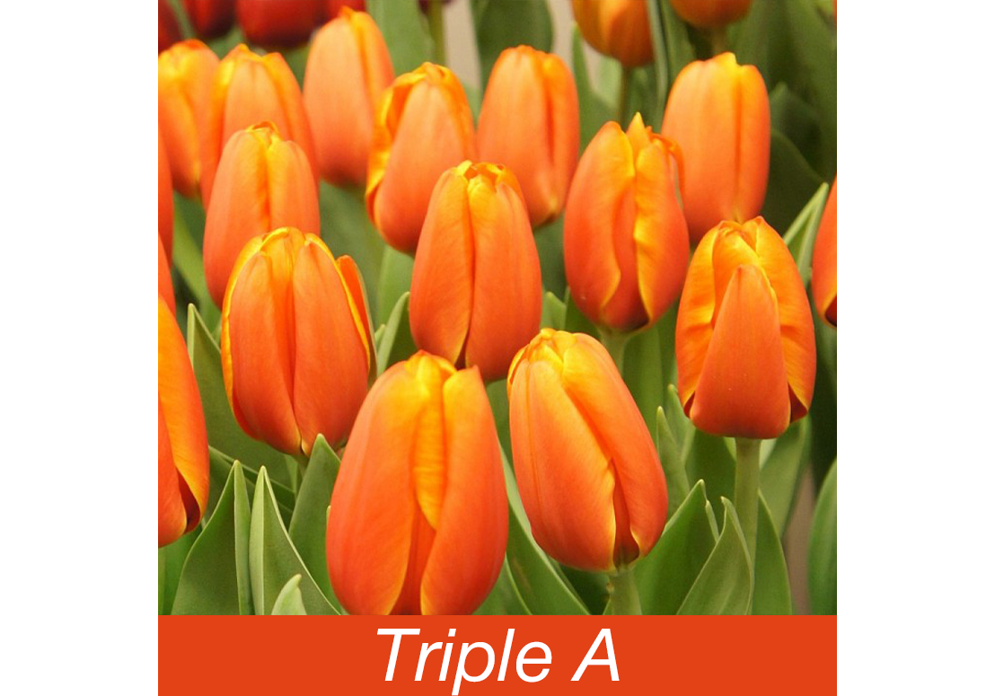 Triple a тюльпан фото и описание Тюльпан Triple A (Трипл А), оптом, к 8 марта, красно-желтый