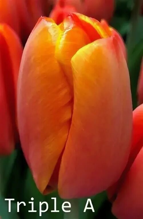 Triple a тюльпан фото и описание Tulipa - Amsonia