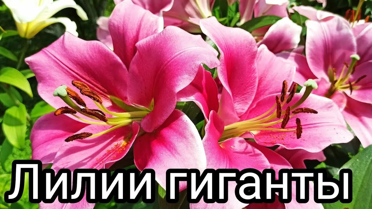 Trocadero лилия фото Лилии гиганты:Трокадеро и Диаманте. Как размер луковиц влияет на цветение. - You