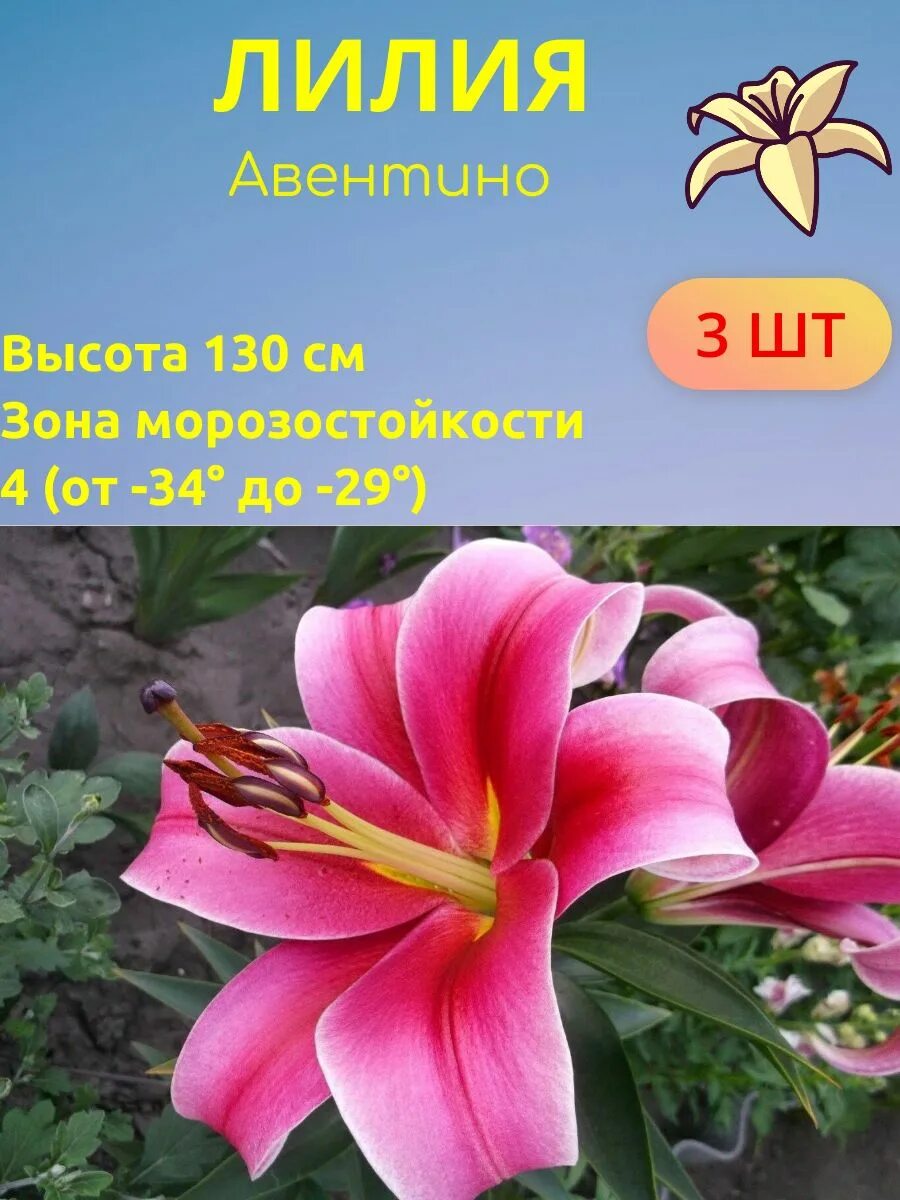 Trocadero лилия фото и описание Лилии Лилии3шт - купить по выгодным ценам в интернет-магазине OZON (1547075955)