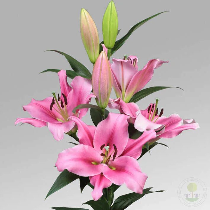 Trocadero лилия фото и описание Лилия Трокадеро (Lilium Trocadero) купить луковицы в Москве по низкой цене, дост