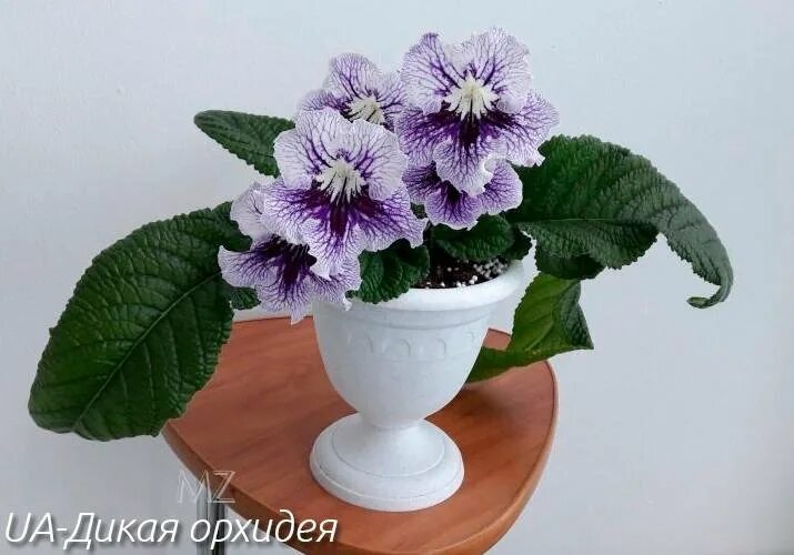 Ua дикая орхидея стрептокарпус фото Детка стрептокарпуса UA-Дикая орхидея. - купить в Курске, цена 100 руб., продано