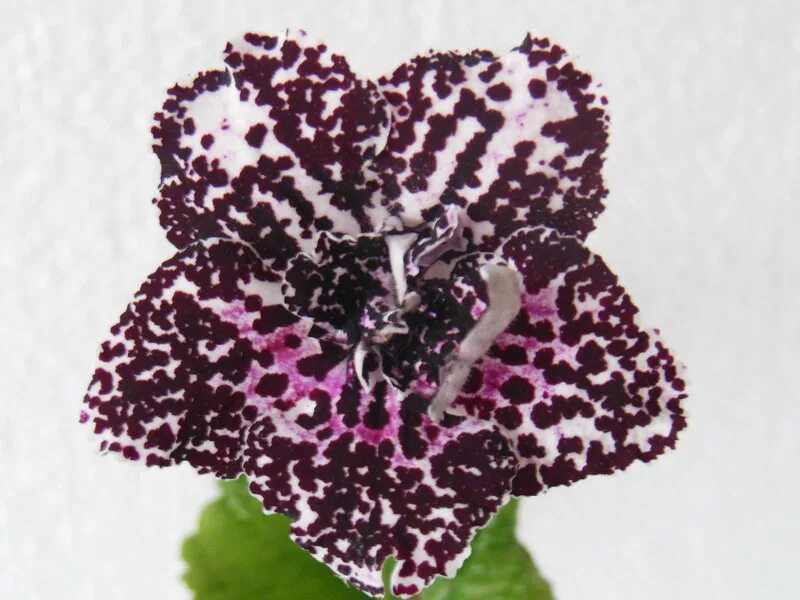 Ua дикая орхидея стрептокарпус фото UA-Орхидея - Форум цветоводов Фрау Флора