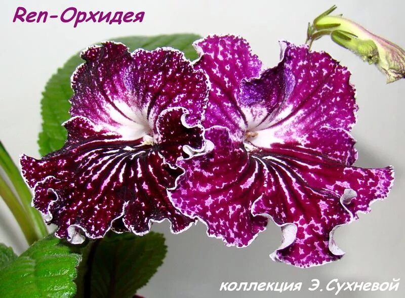 Ua дикая орхидея стрептокарпус фото Ren-Орхидея (И.Боримская) - Форум цветоводов Фрау Флора