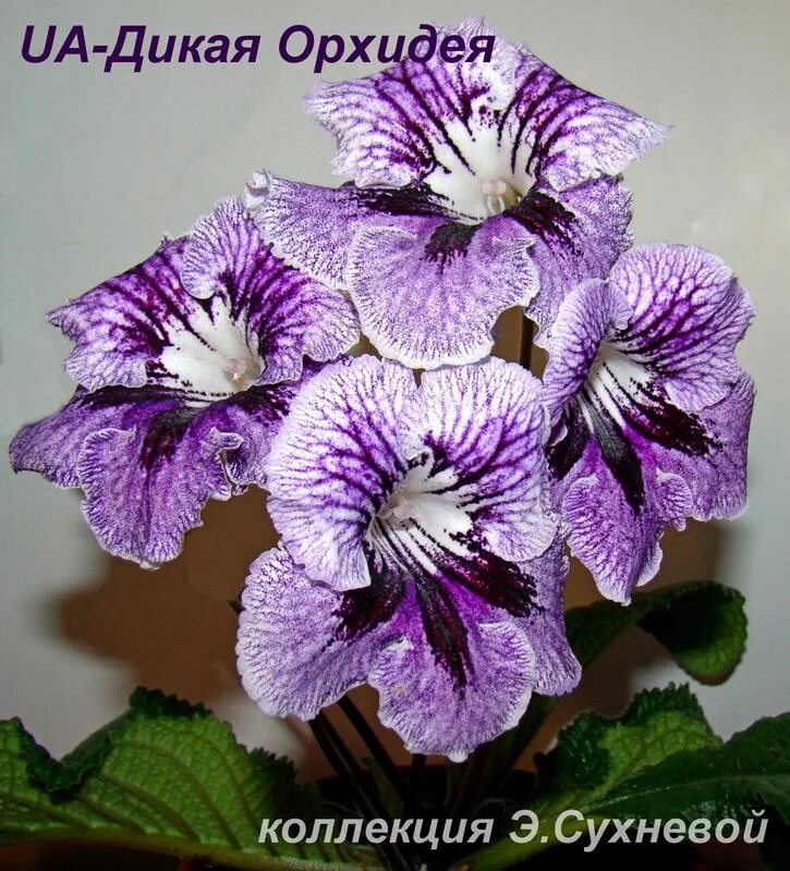 Ua дикая орхидея стрептокарпус фото UA-Дикая Орхидея - Страница 2 - Форум цветоводов Фрау Флора