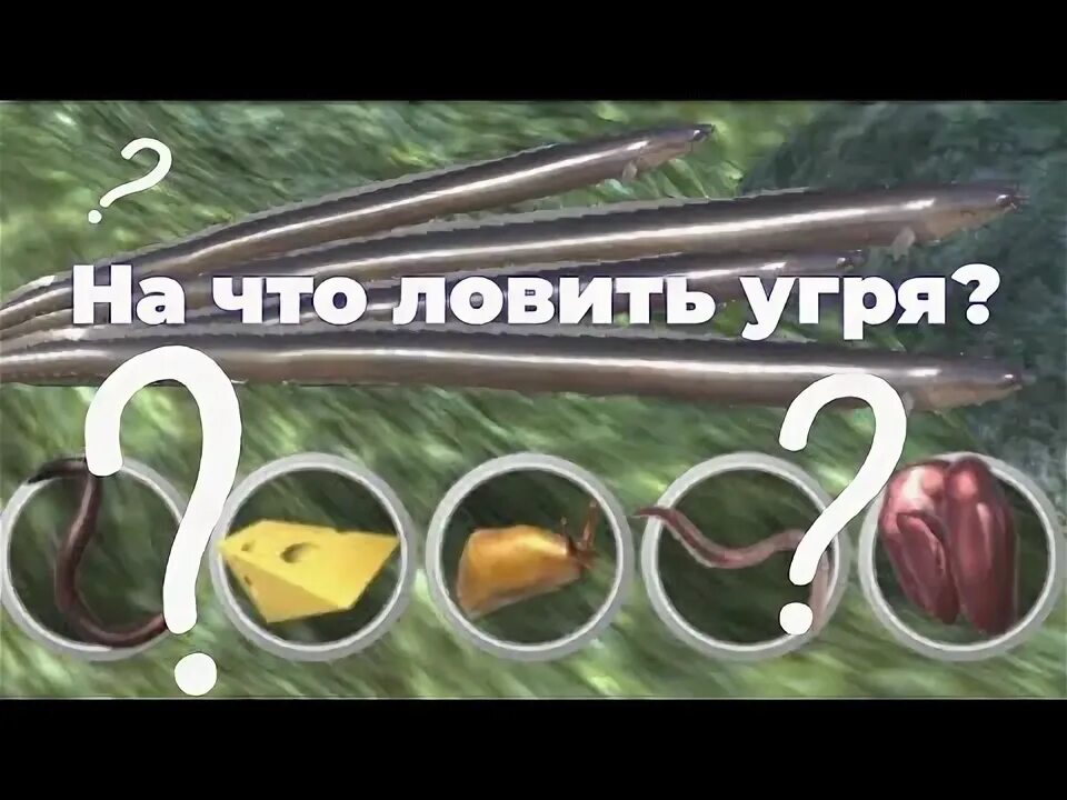 Ultimate fishing simulator на что ловить угря На что ловить УГРЯ? Ultimate Fishing Simulator Сент-Дод - YouTube