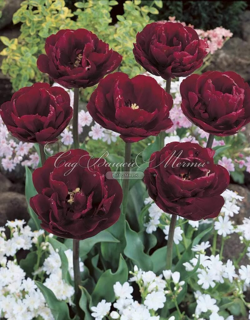 Uncle tom тюльпан фото Тюльпан Анкл Том (Tulipa Uncle Tom) - Тюльпаны Махровые - Тюльпаны - Луковичные 