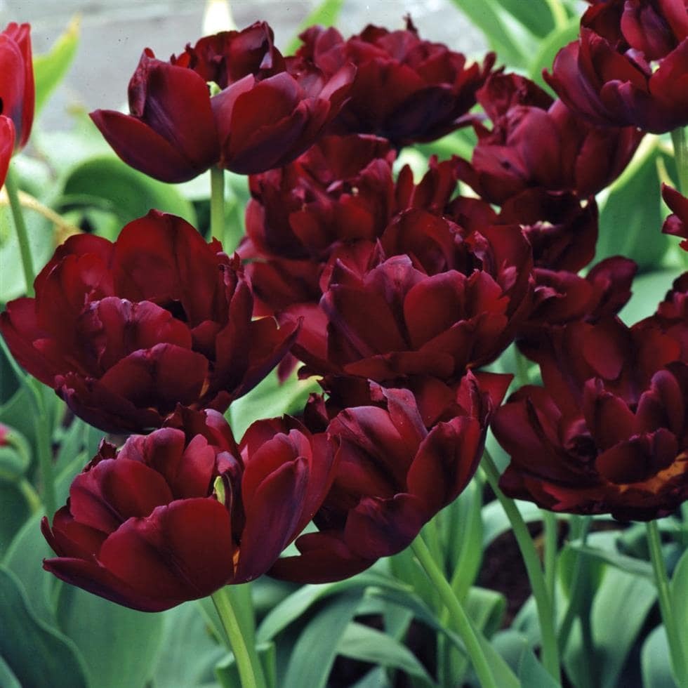 Uncle tom тюльпан фото Божуресто ароматно тъмно червено като розичка лале - Tulip Uncle Tom Double late