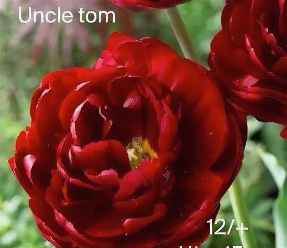 Uncle tom тюльпан фото Товары для дома и сада Млынки: купить товары для дома, продажа товаров для дома 