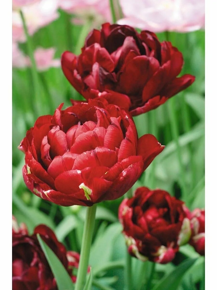 Uncle tom тюльпан фото Тюльпан Анкл Том (Uncle Tom), 10 шт plantsPack 196237665 купить в интернет-магаз