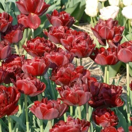 Uncle tom тюльпан фото Pin on Tulips