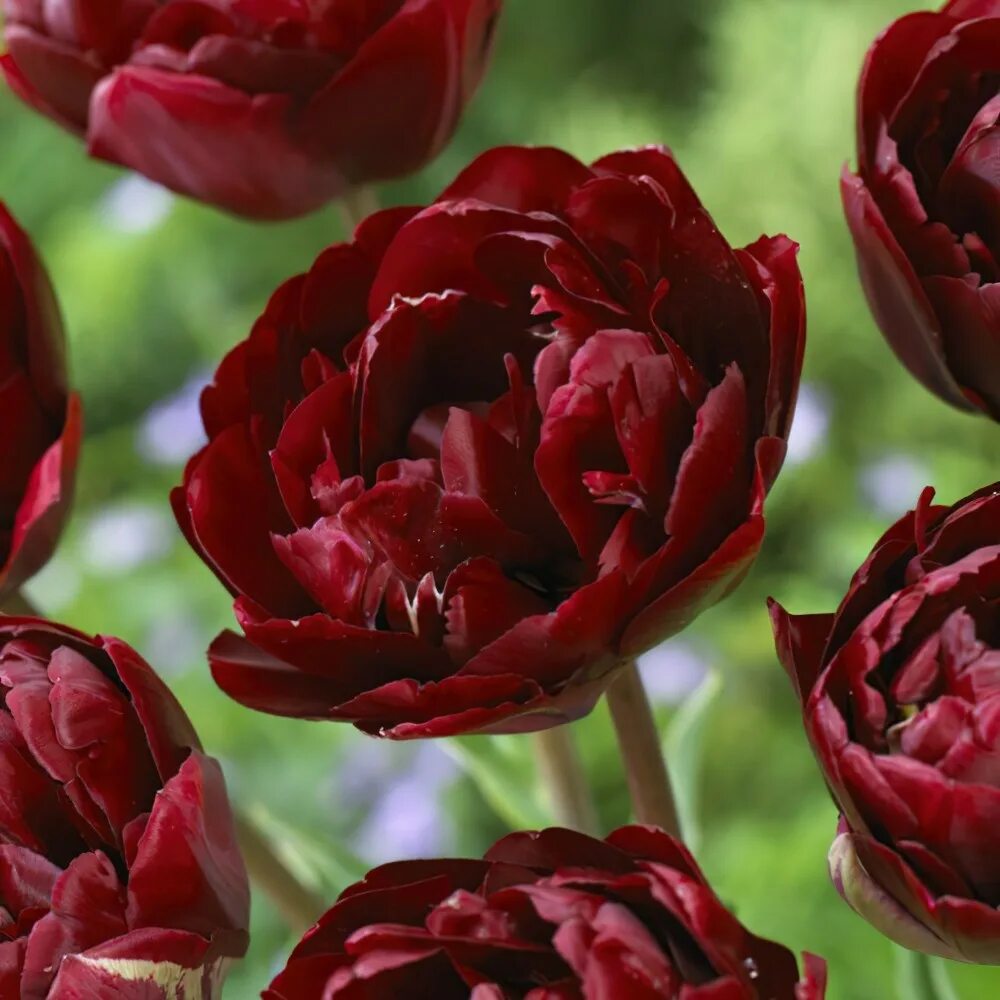 Uncle tom тюльпан фото cascadă Magistrat Fii confuz tulipa uncle tom Turistic Campionat Cap
