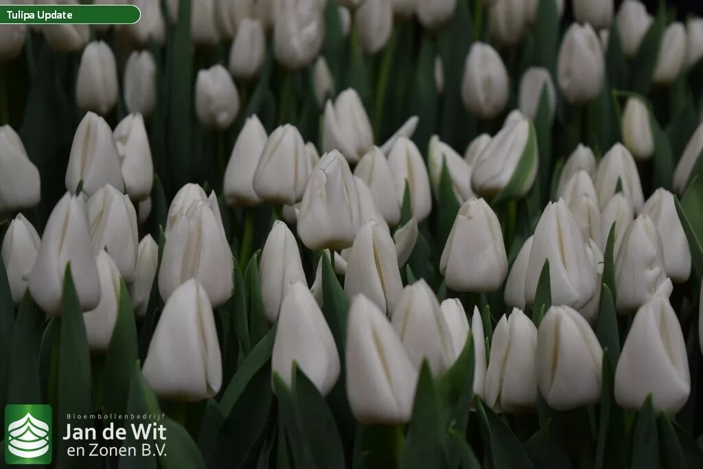 Update тюльпан фото Tulip Trade Event 2019 assortment Фото Jan de Wit en Zonen B.V.