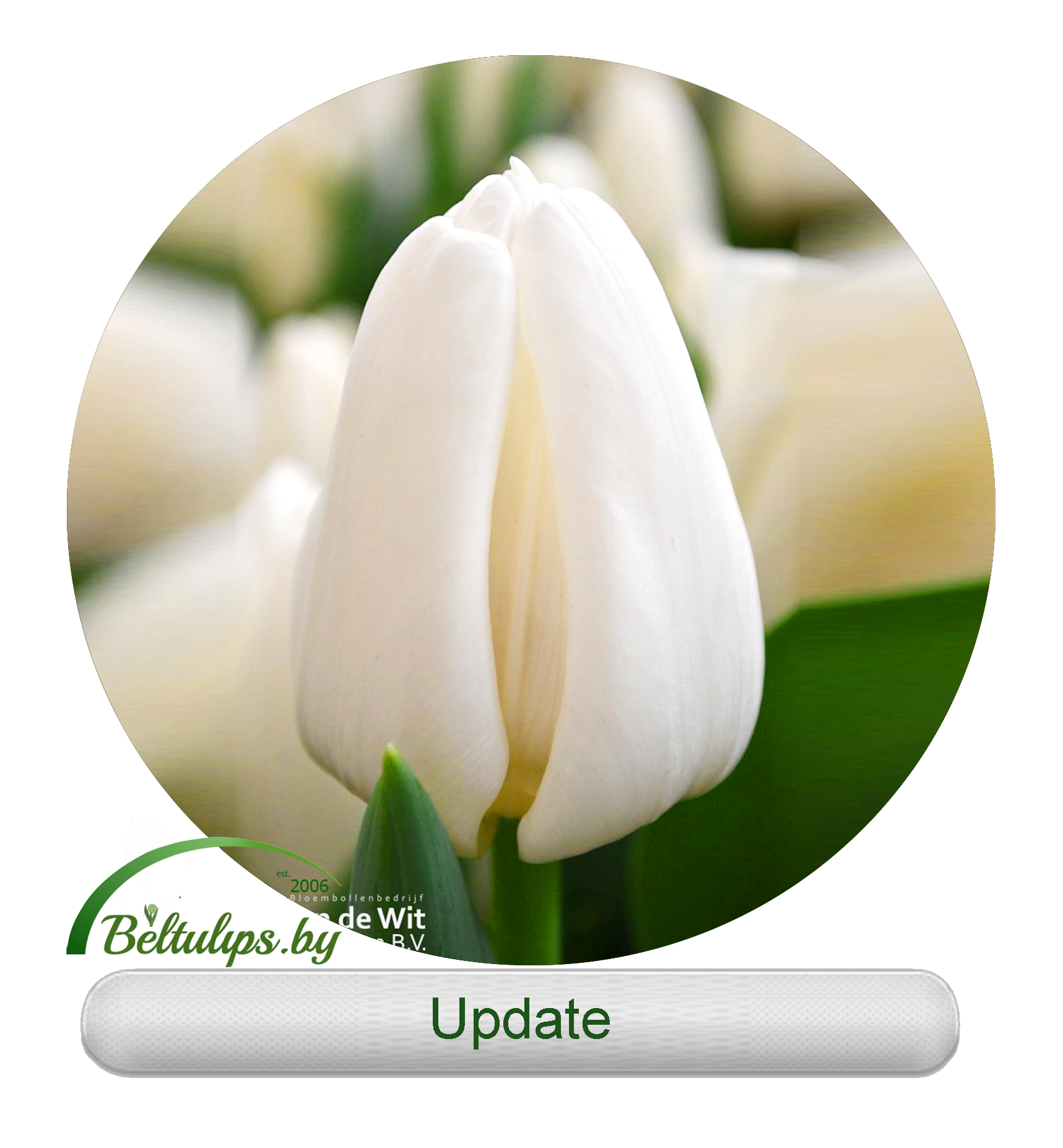 Update тюльпан фото Купить тюльпаны оптом в Минске - белые тюльпаны Update