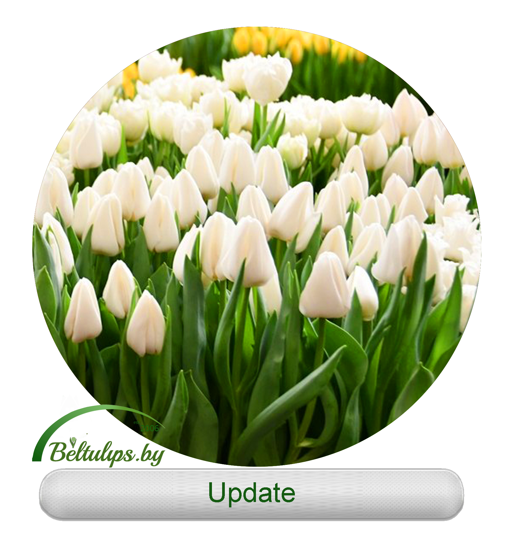 Update тюльпан фото и описание Купить тюльпаны оптом в Минске - белые тюльпаны Update