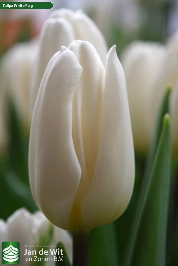 Update тюльпан фото и описание Tulip Trade Event 2019 assortment Фото Jan de Wit en Zonen B.V.