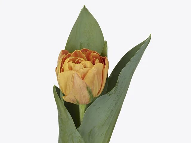 Valdivia тюльпан фото Photo of a orange Tulipa Global Flowers Club