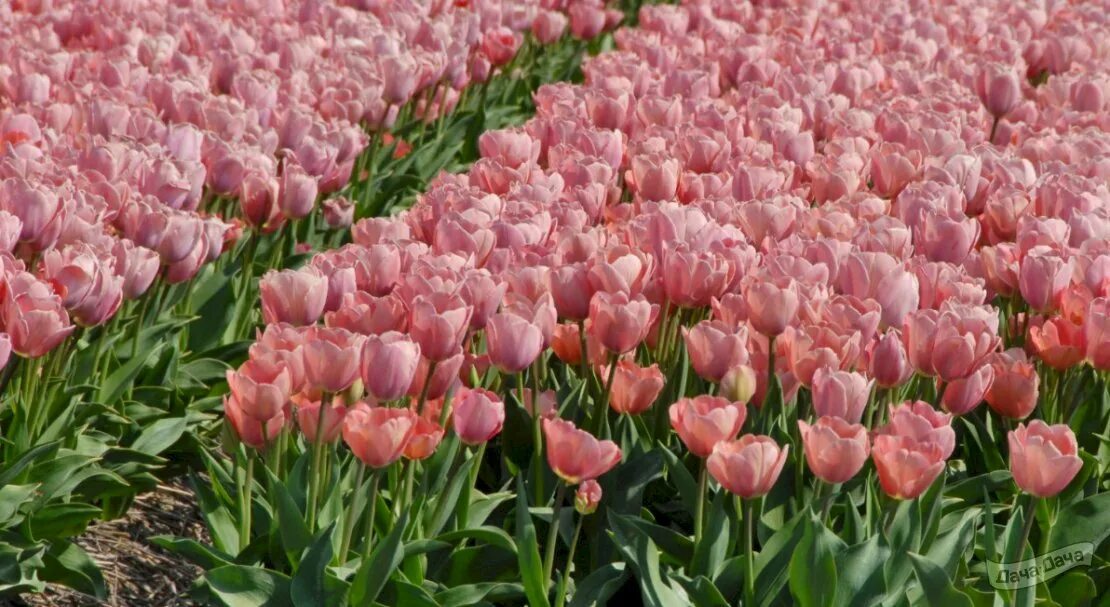 Van eijk тюльпан фото Тюльпан Салмон Ван Эйк (дарвиновы гибриды) (Tulip Salmon van Eijk) - описание со