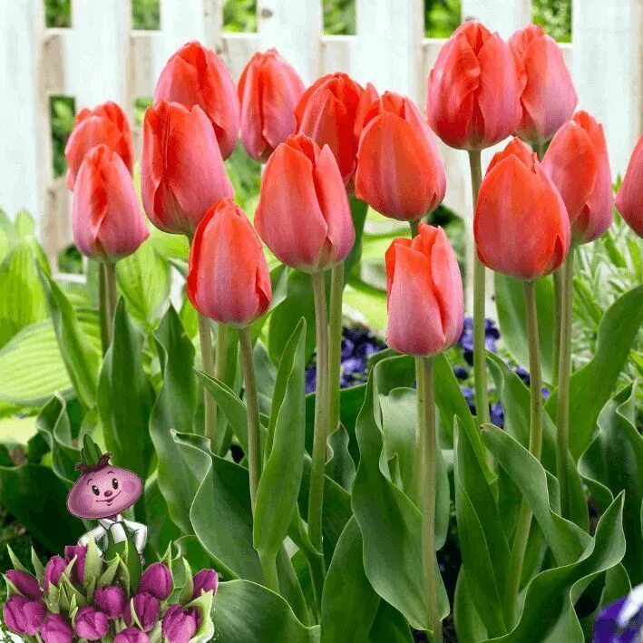 Van eijk тюльпан фото Луковицы Тюльпан Chipollino flowers купить по выгодной цене в интернет-магазине 
