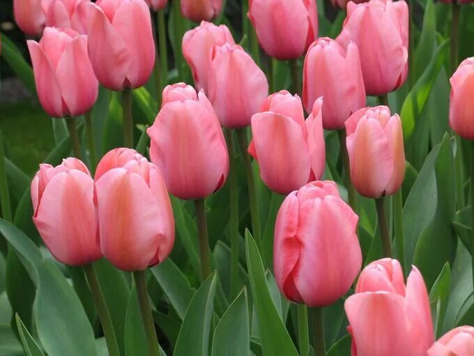 Van eijk тюльпан фото Blooming Life / Тюльпан дарвинов гибрид Ван Эйк Тюльпан Гибриды. Семена многолет
