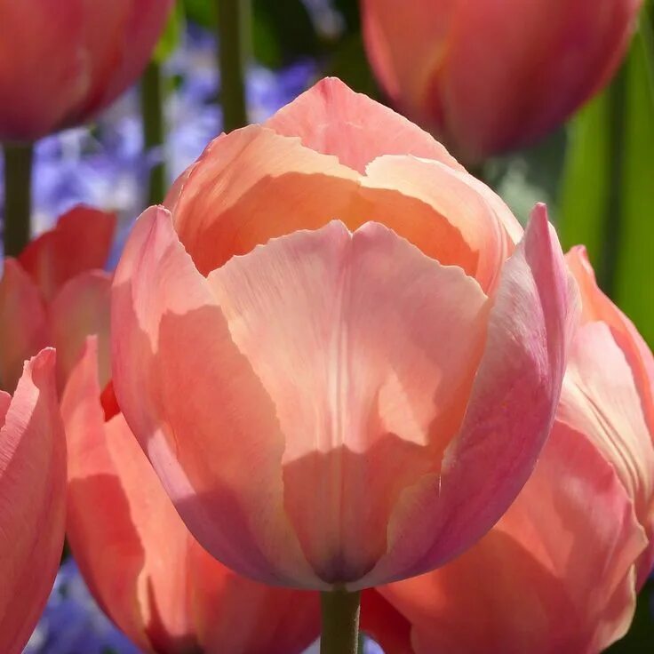 Van eijk тюльпан фото Tulipe Darwin Mystic Van Eijk Flower seeds, Spring bulbs, Flowers
