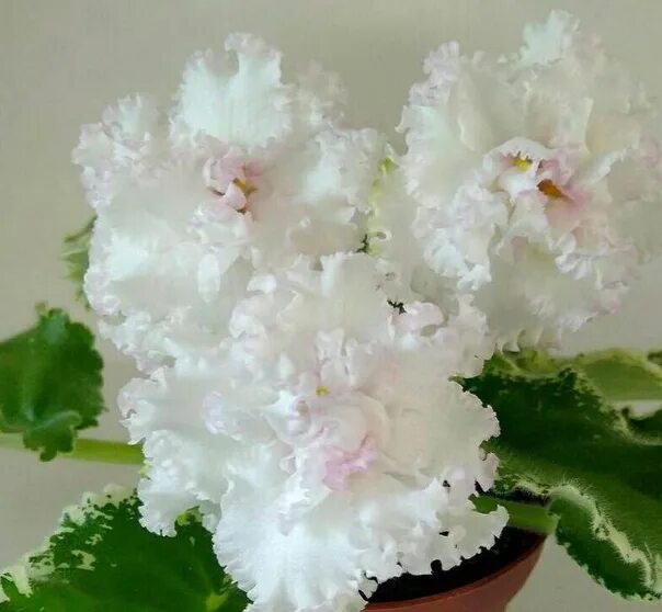 Vanilla фиалка фото ЛФ-Свежий воздух. Фотография из альбома ФИАЛКИ Федосеевой Лилии - 9 из 12 ВКонта