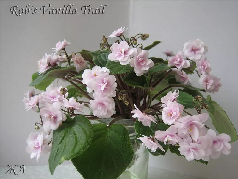 Vanilla фиалка фото Rob's Vanila Trail (R. Robinson) - Страница 3 - Форум цветоводов Фрау Флора