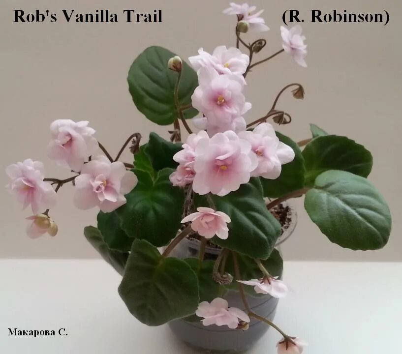 Vanilla фиалка фото Fialki-to-you.ru