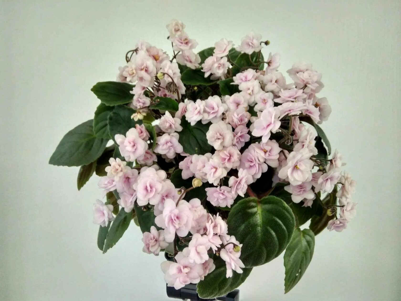 Vanilla фиалка фото rob's vanilla trail Фиалки, Мини, Розовый
