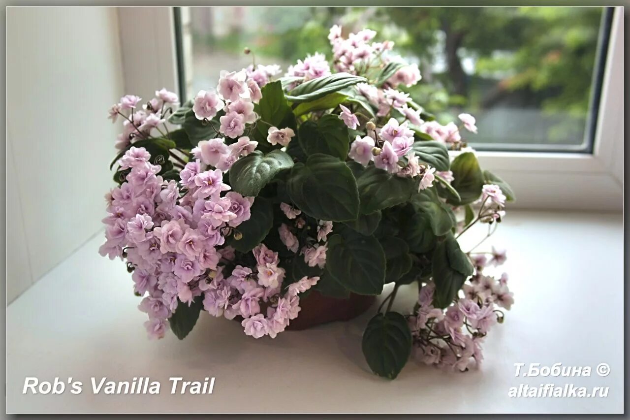 Vanilla фиалка фото Rob's Vanilla Trail - Фиалки на Алтае
