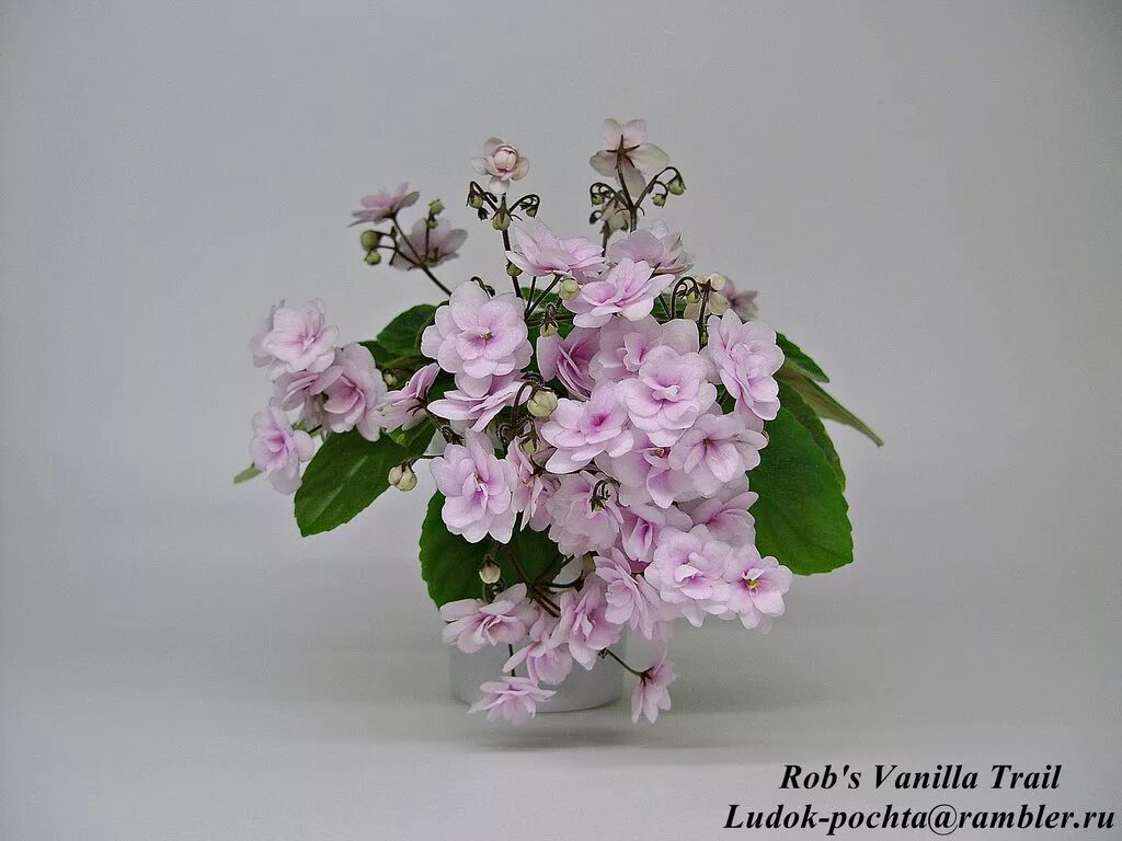 Vanilla фиалка фото Virtual Violet :: Просмотр темы - Фиалки Людмилы