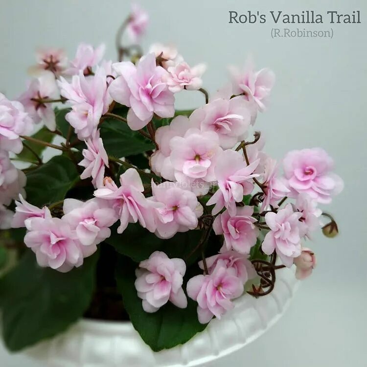 Vanilla trail фиалка фото Фотографии фиалки Робс Ванилла Трейл Натуралист Фотогалерея природы на dia-logik