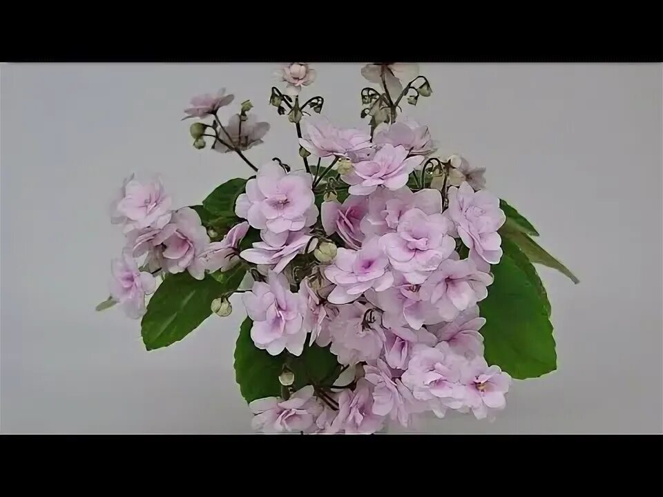Vanilla trail фиалка фото 13.12.22.Фиалки трейлеры ..укоренение и посадка. - YouTube