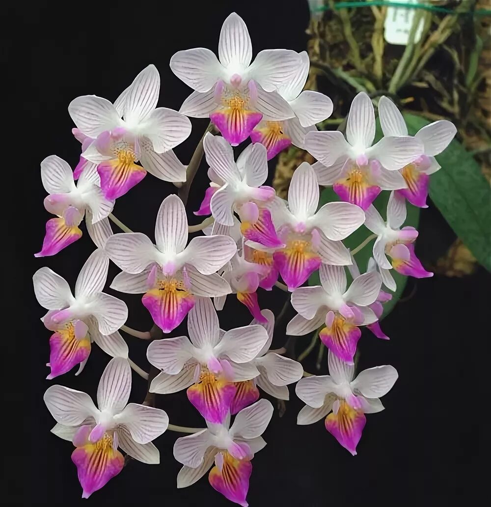 Venus орхидея фото Phalaenopsis celebensis x Phalaenopsis Venus Beautiful flowers garden, Orchid fl