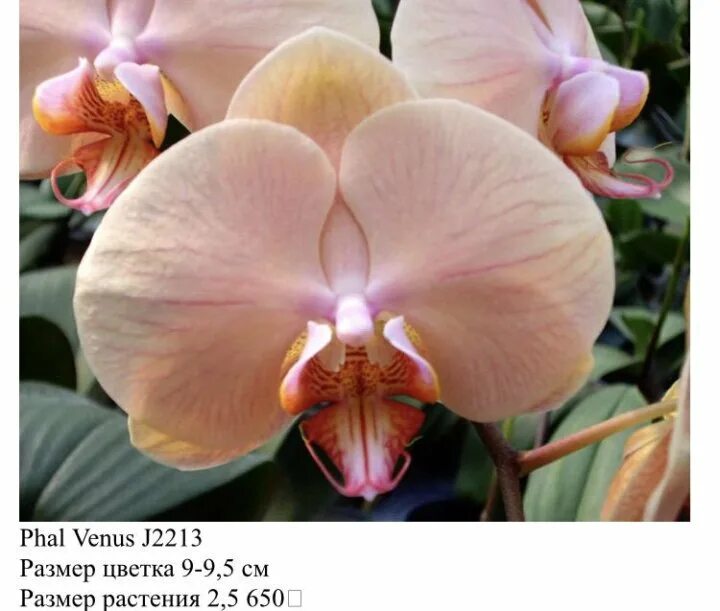Venus орхидея фото Орхидея фаленопсис Lady Marmalade: Красота в фотографиях Зеленый рай Фотогалерея