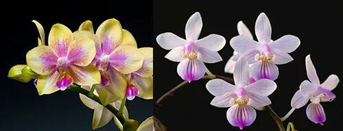 Venus орхидея фото Phalaenopsis I-Hsin Venus x lindenii