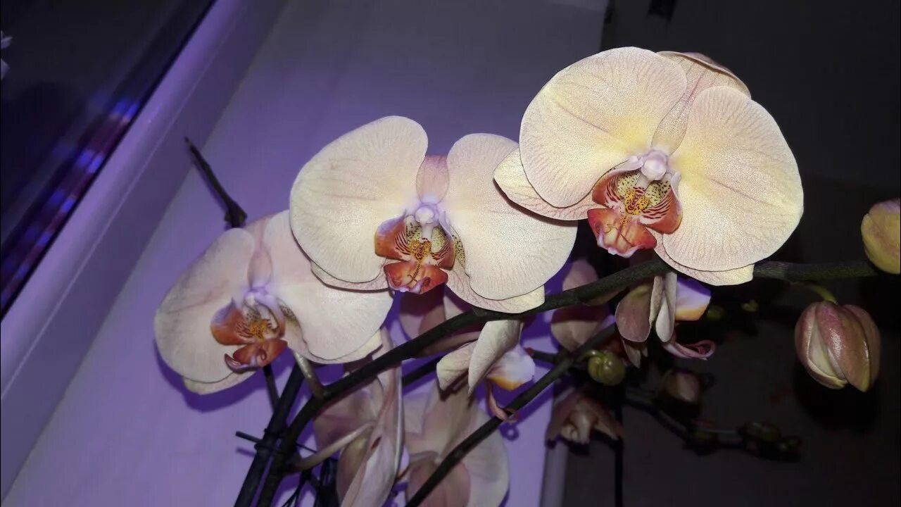 Venus орхидея фото Предистория ( покадрово ) Леди Мармеладки. Ждем цветение. - YouTube