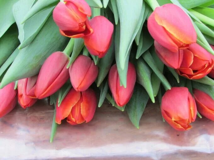 Verandi тюльпан фото Сорт Веранди VERANDI. Подарки к 8 марта