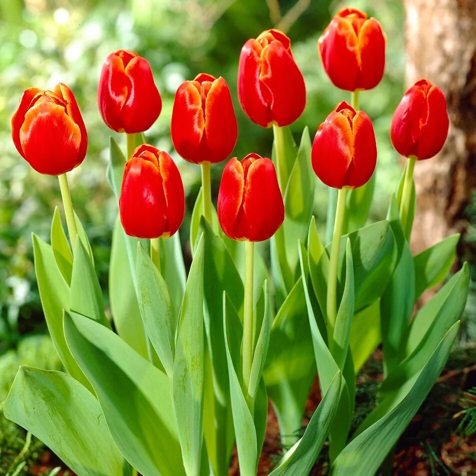 Verandi тюльпан фото Тюльпан 'Verandi' - большая упаковка - 50 шт. - - Garden Seeds Market Бесплатная