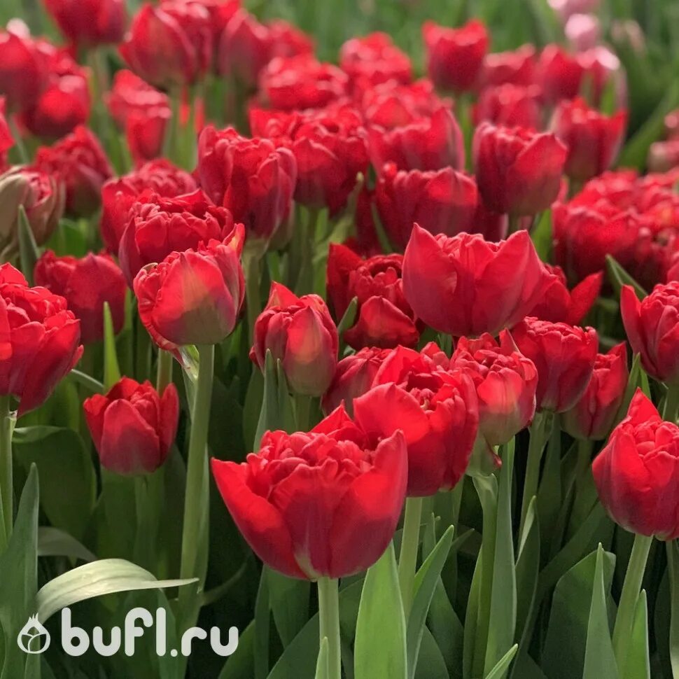 Verona тюльпан фото Тюльпан Scarlet Verona (луковицы) bufl.ru
