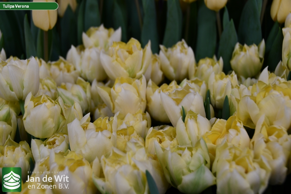 Verona тюльпан фото Verona Tulip Jan de Wit en Zonen B.V.