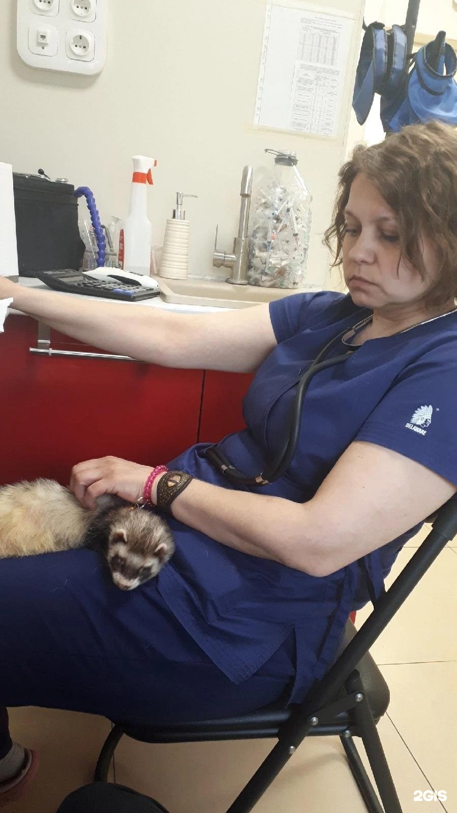 Vet 39 колхозная ул 2д калининград фото Вет 39 колхозная 49 фото - ZooClever.ru