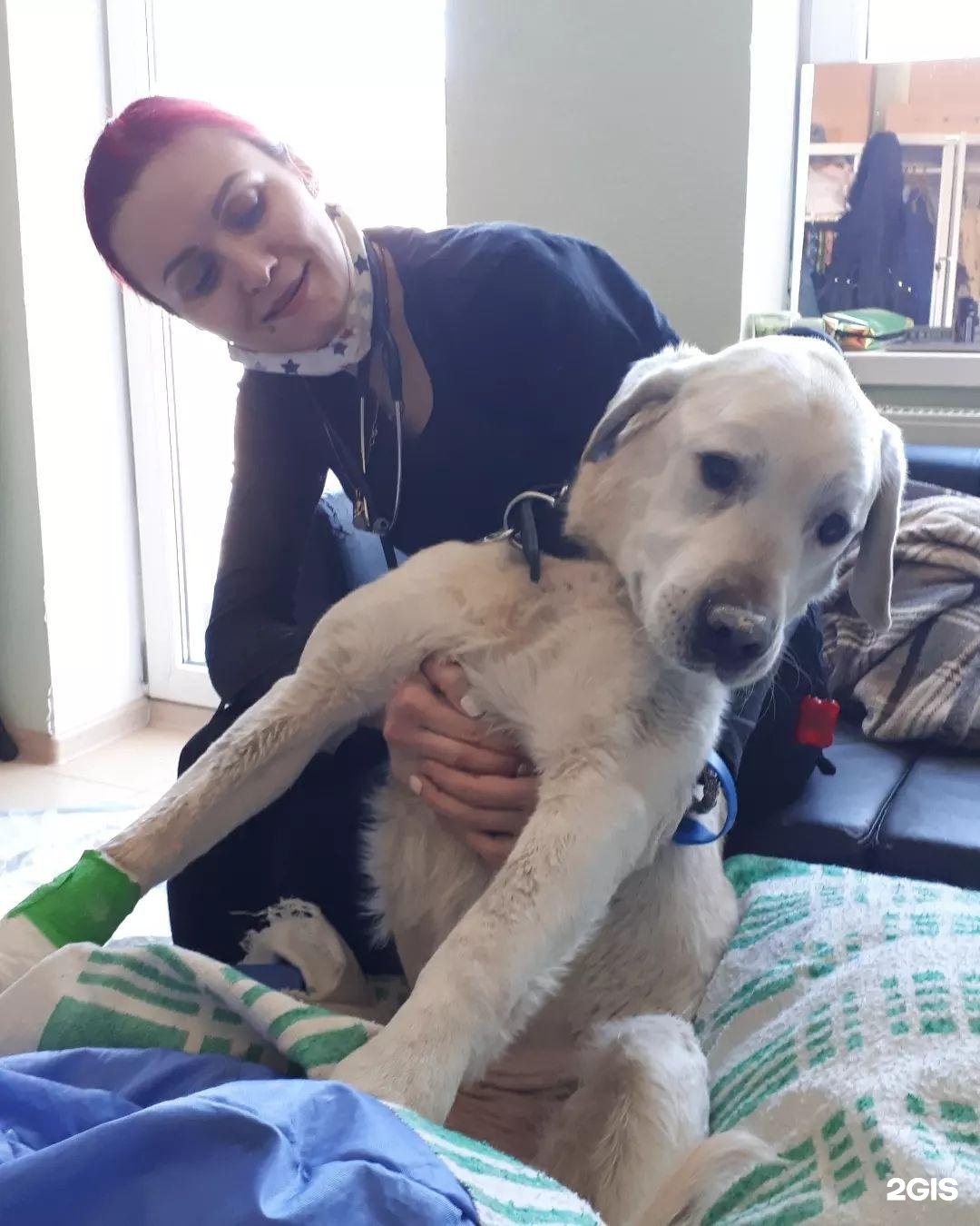 Vet 39 колхозная ул 2д калининград фото Вет 39 колхозная 49 фото - ZooClever.ru