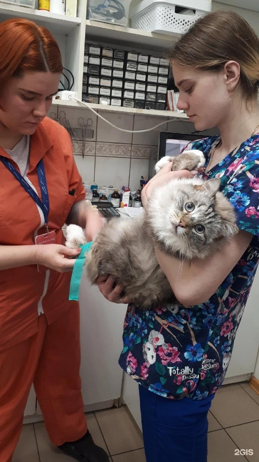 Vet 39 колхозная ул 2д калининград фото Вет 39 колхозная 49 фото - ZooClever.ru