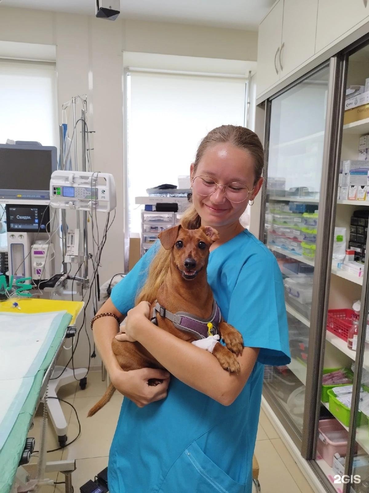 Vet 39 колхозная ул 2д калининград фото Vet-39, ветеринарный центр, Колхозная, 2д, Калининград - 2ГИС